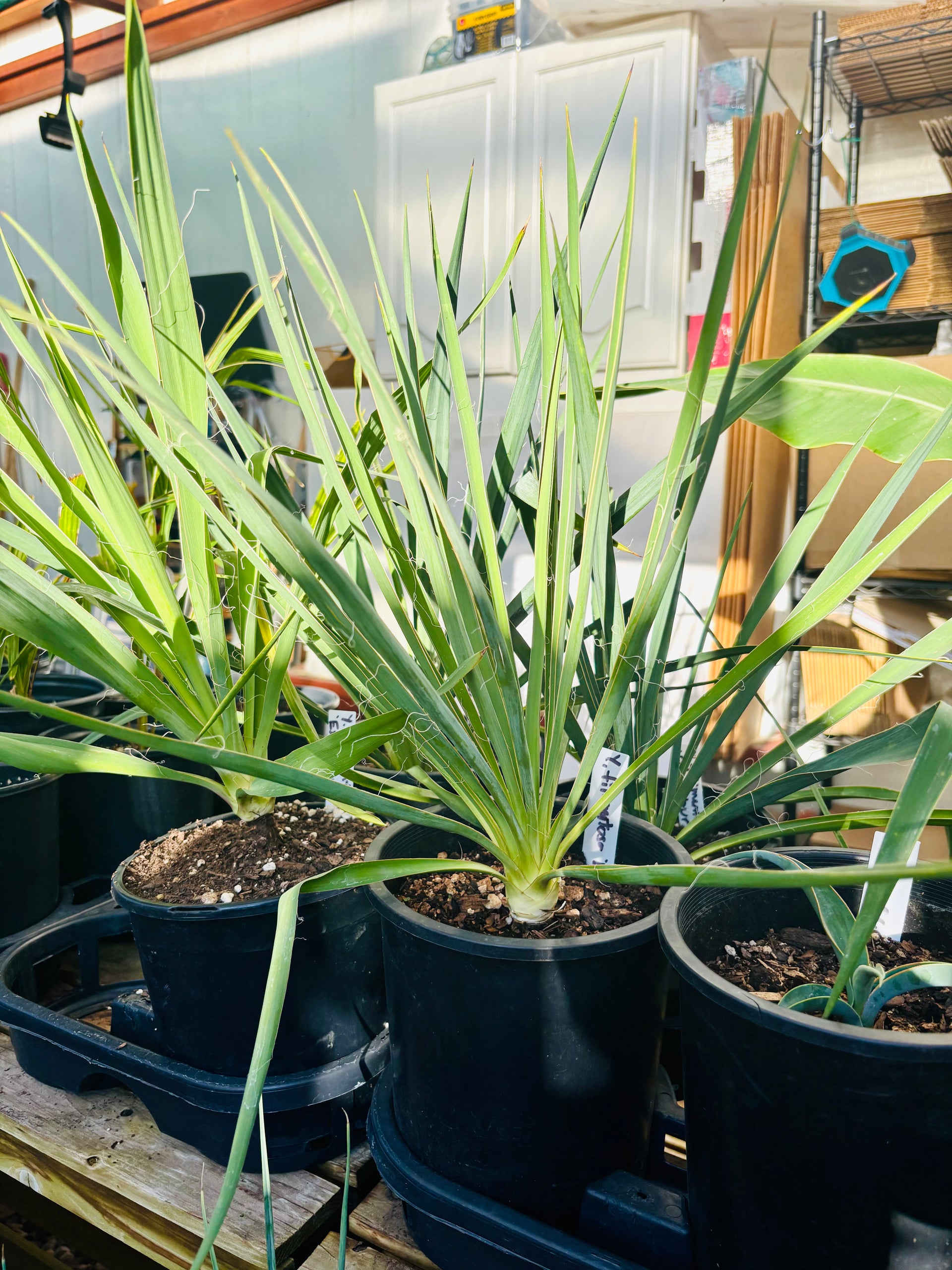 Yucca filimentosa 'Excalibur' COLD HARDY – Desertscape Nursery
