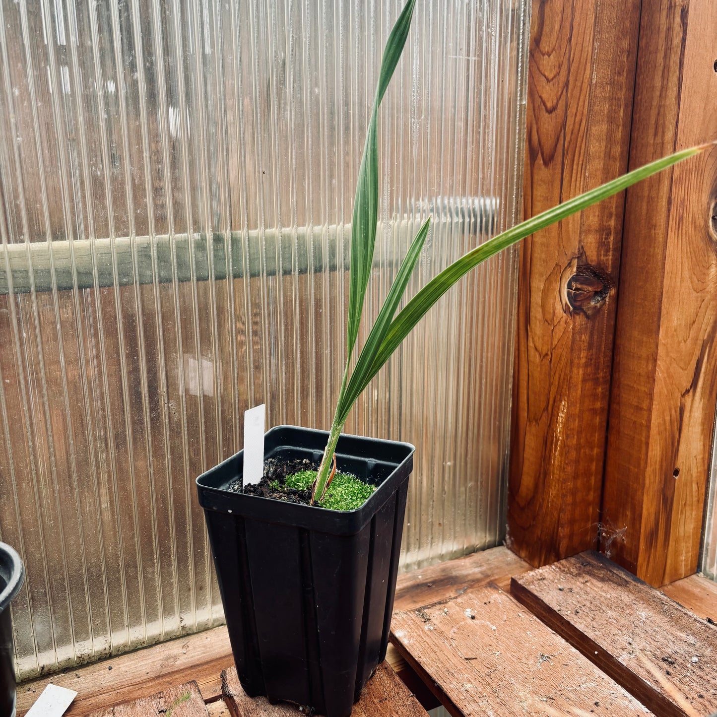 Nannorrhops ritchiana ‘Mazari Palm' COLD HARDY!