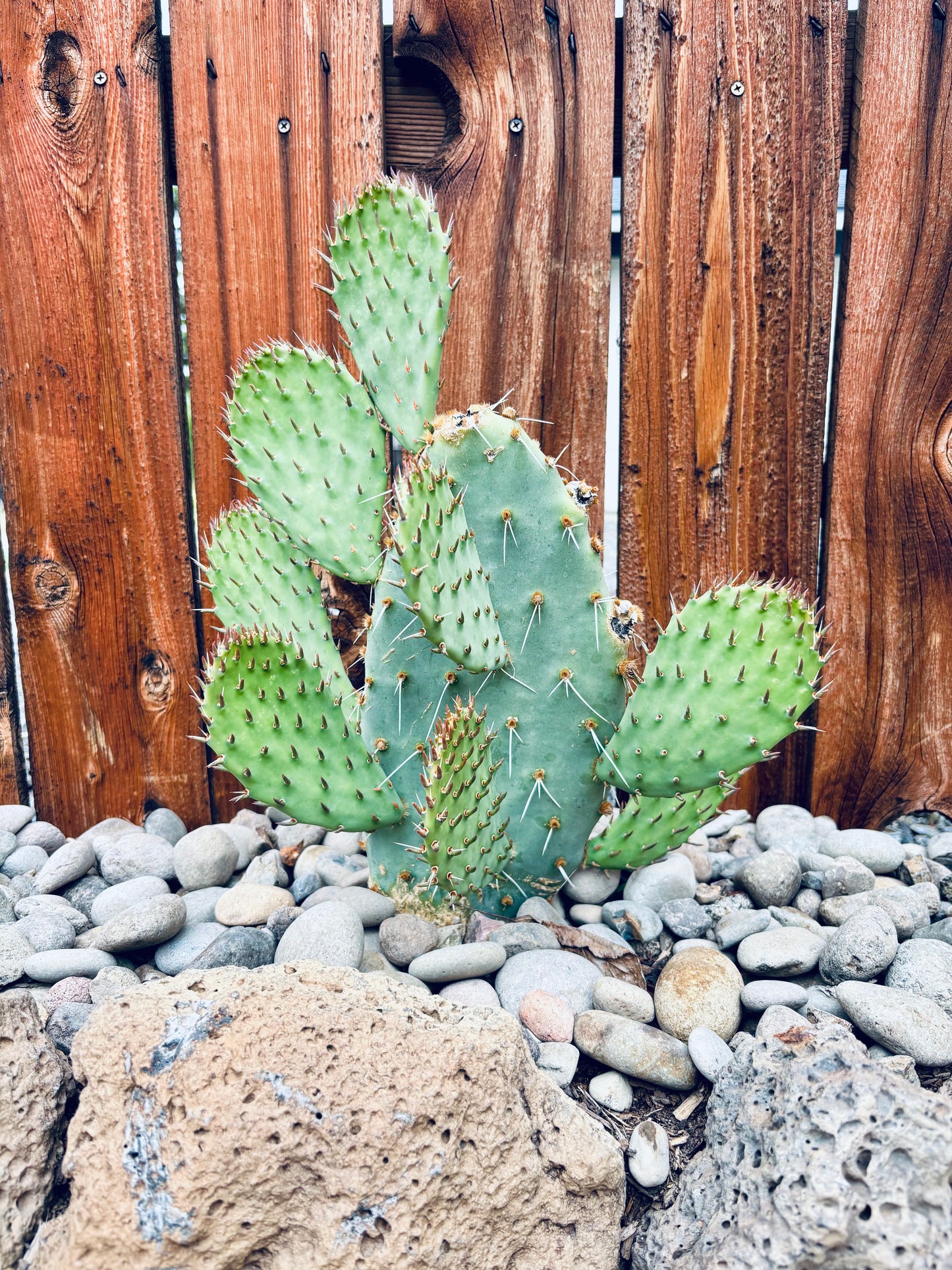 Prickly Pear Cactus 'Cow's Hybrid' (Opuntia engelmannii x) COLD HARDY
