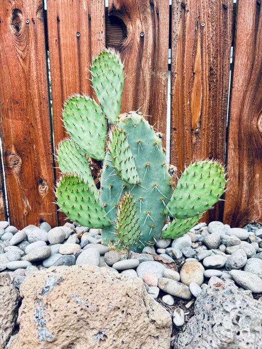 Prickly Pear Cactus 'Cow's Hybrid' (Opuntia engelmannii x) COLD HARDY