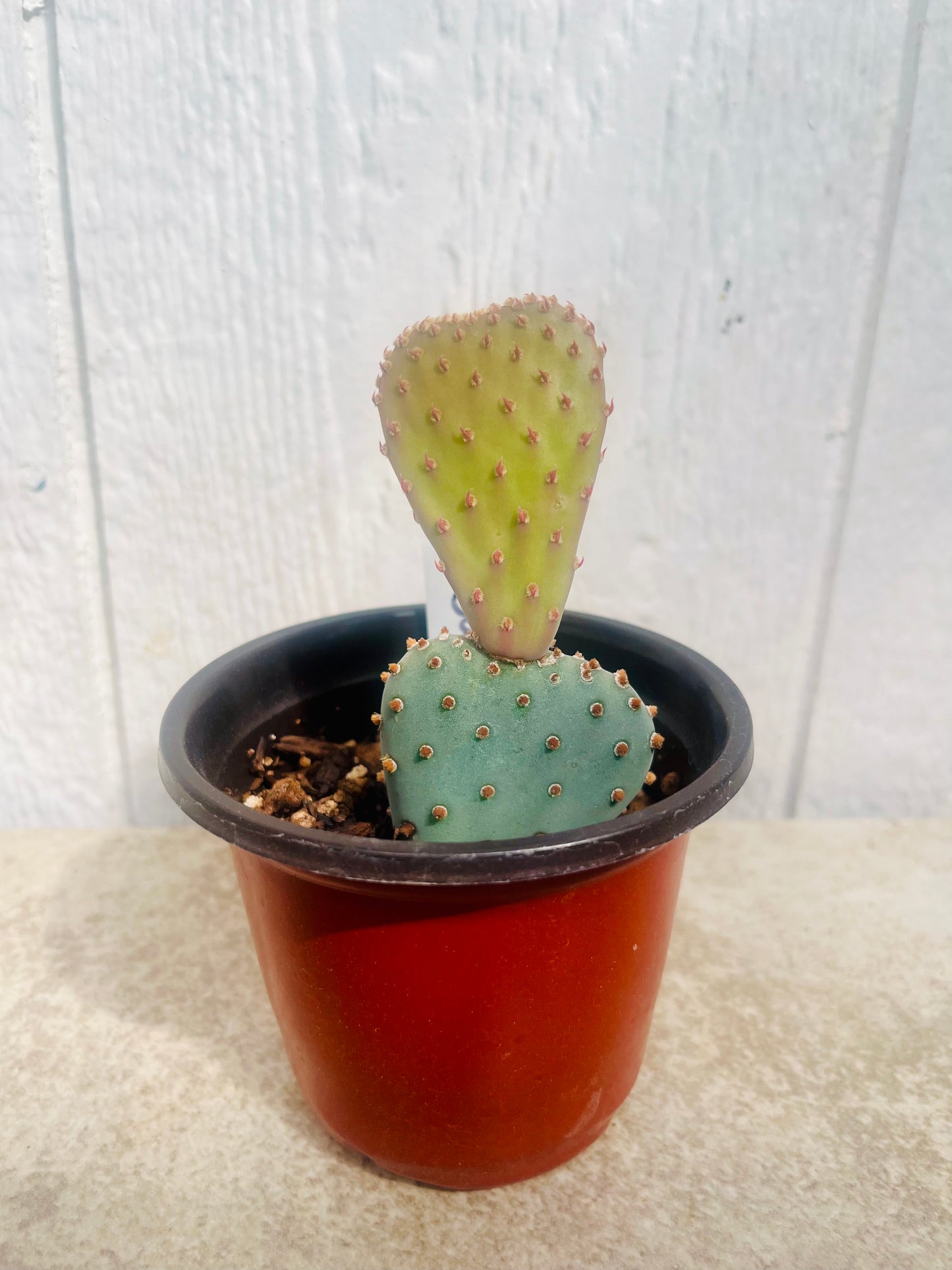 Beavertail Cactus 'Oregon Giant' (Opuntia basilaris) COLD HARDY