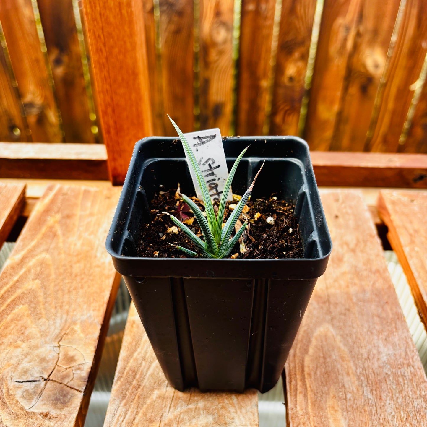 Agave striata 'Needle Agave' COLD HARDY ZONE 6
