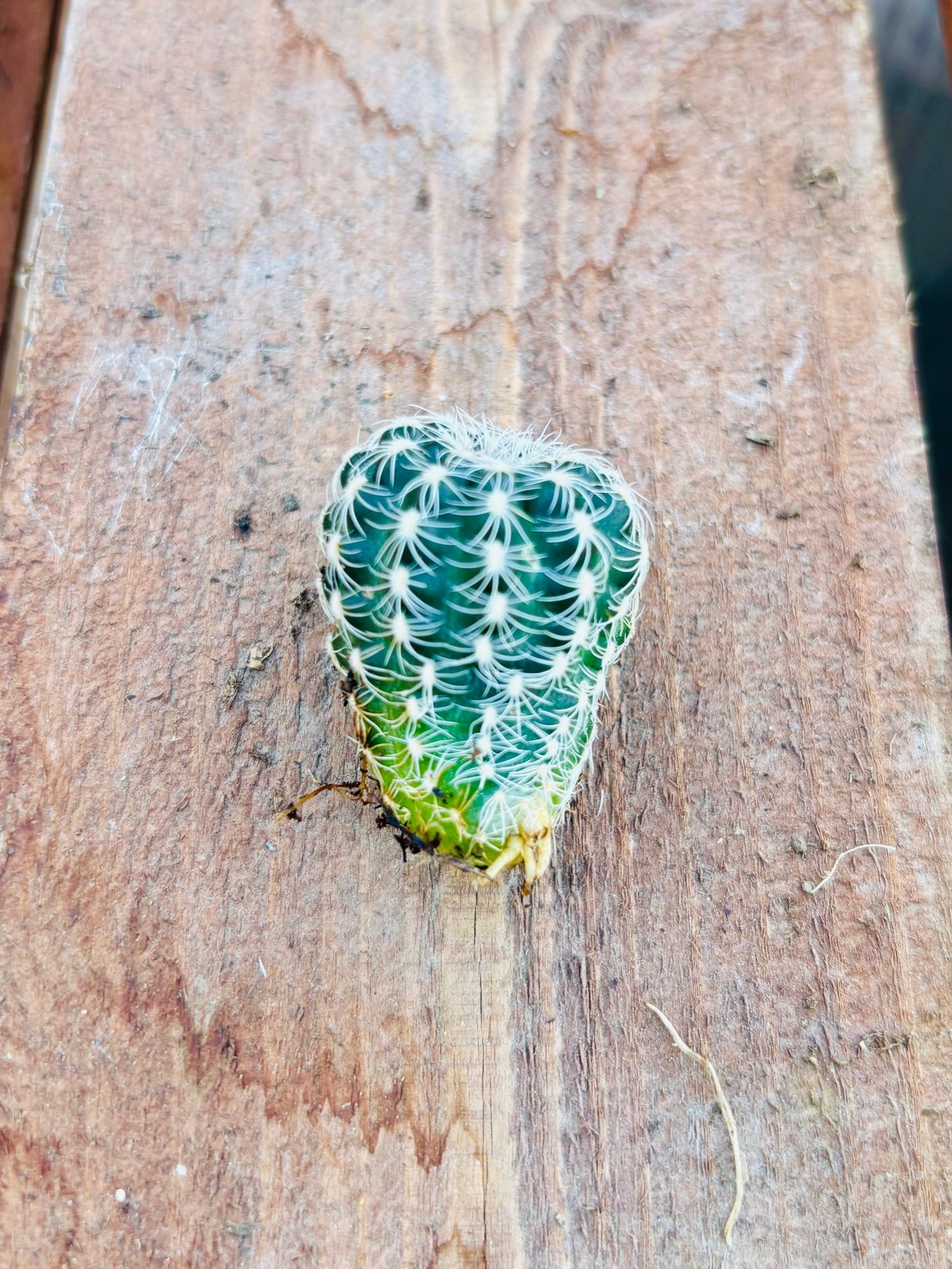 Chin Cactus 'Dwarf Barrel' (Gymnocalycium bruchii) COLD HARDY