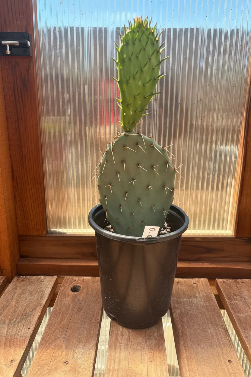 Prickly Pear Cactus 'Cow's Hybrid' (Opuntia engelmannii x) COLD HARDY