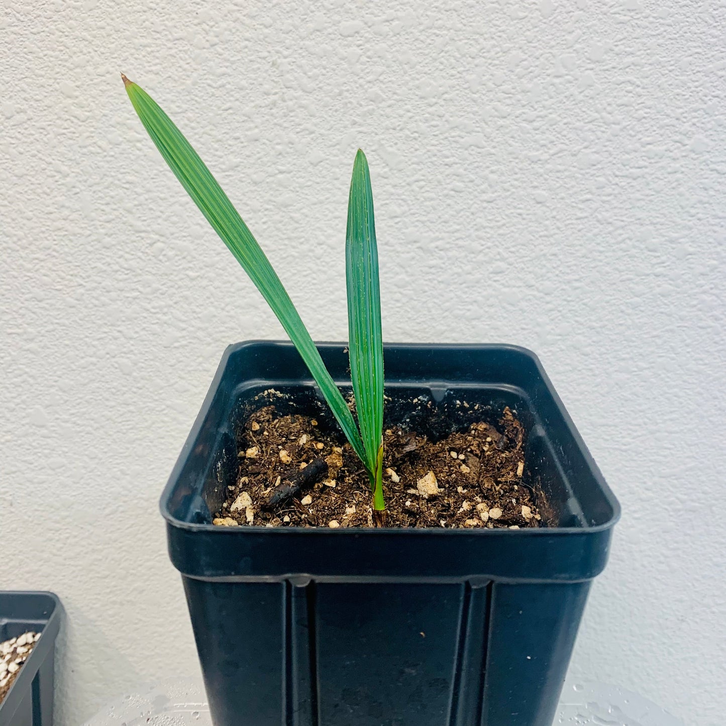 Sabal etonia ‘Scrub Palmetto’ Palm Tree - COLD HARDY