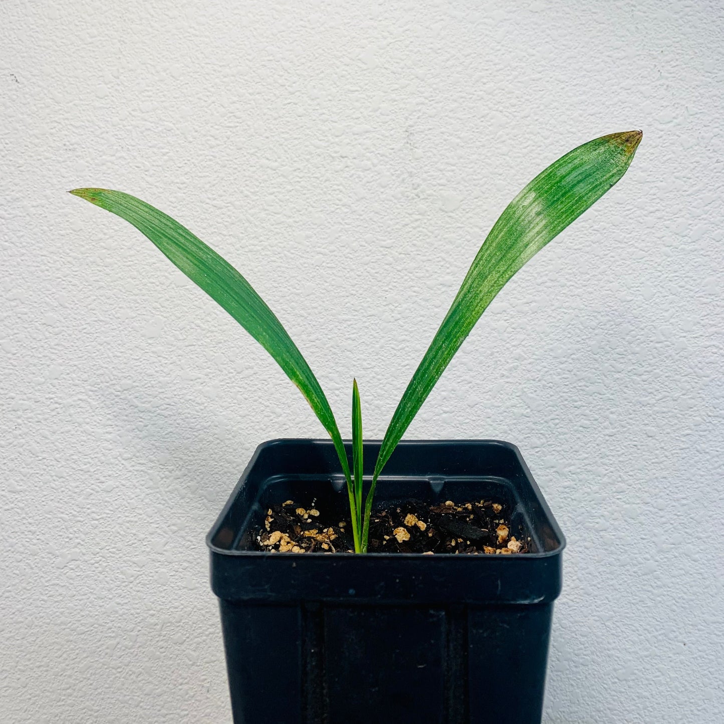 Trachycarpus fortunei 'Princeps' Palm COLD HARDY