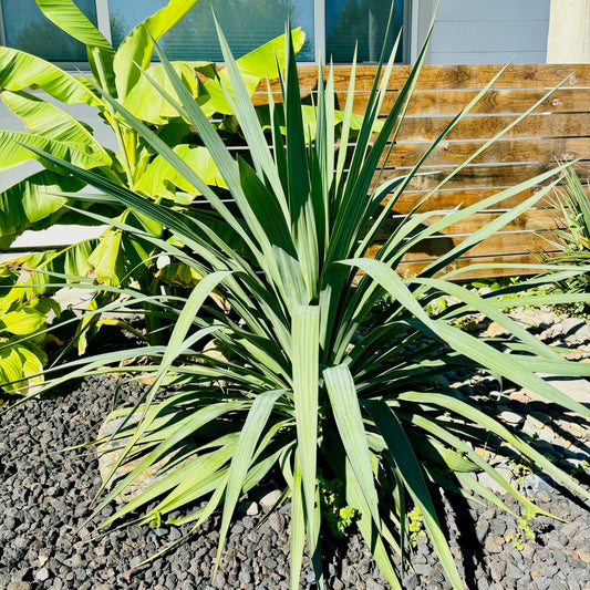 Yucca recurvifolia 'OR' - Curved Leaf Yucca COLD HARDY