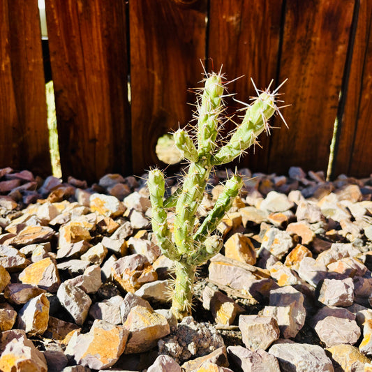 Cholla Cactus 'Pink Panther' (imbricata x) COLD HARDY