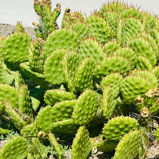 Prickly Pear Cactus 'Pink Lemonade' (O. polyacantha hyb) COLD HARDY