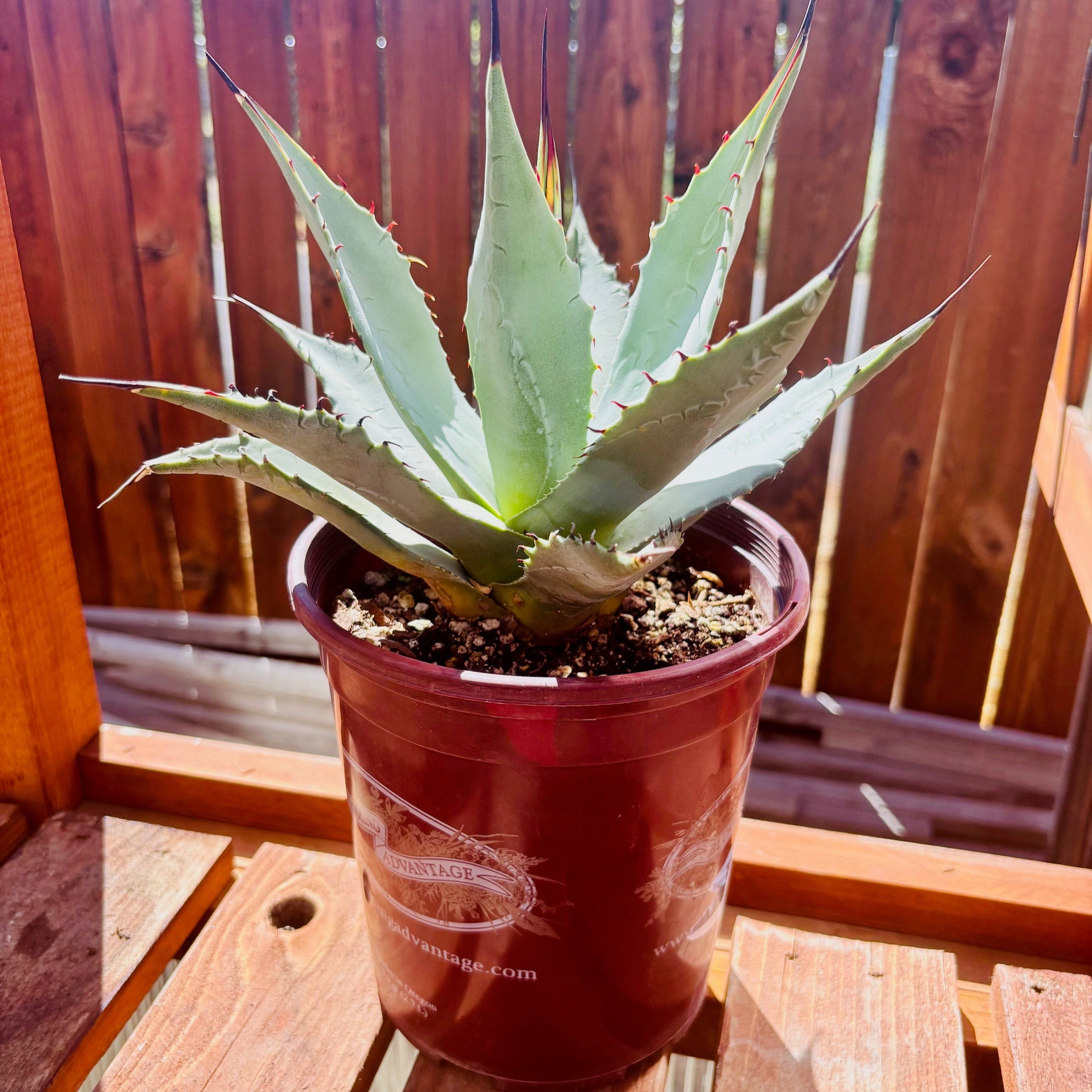Agave parryi 【hybrid】167 Agave parryi 'Oregon Hybrid' COLD HARDY ZONE 5 – Desertscape