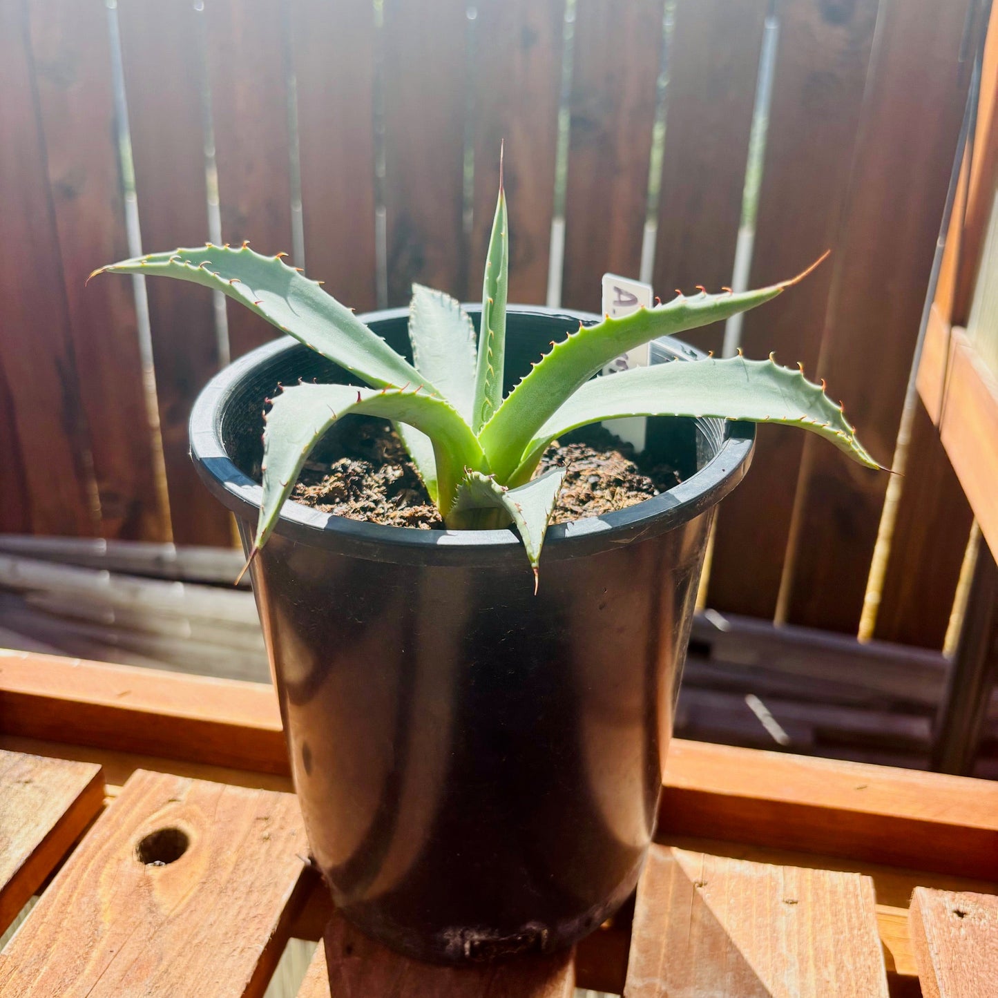 Agave parryi 'Oregon Hybrid' COLD HARDY ZONE 5