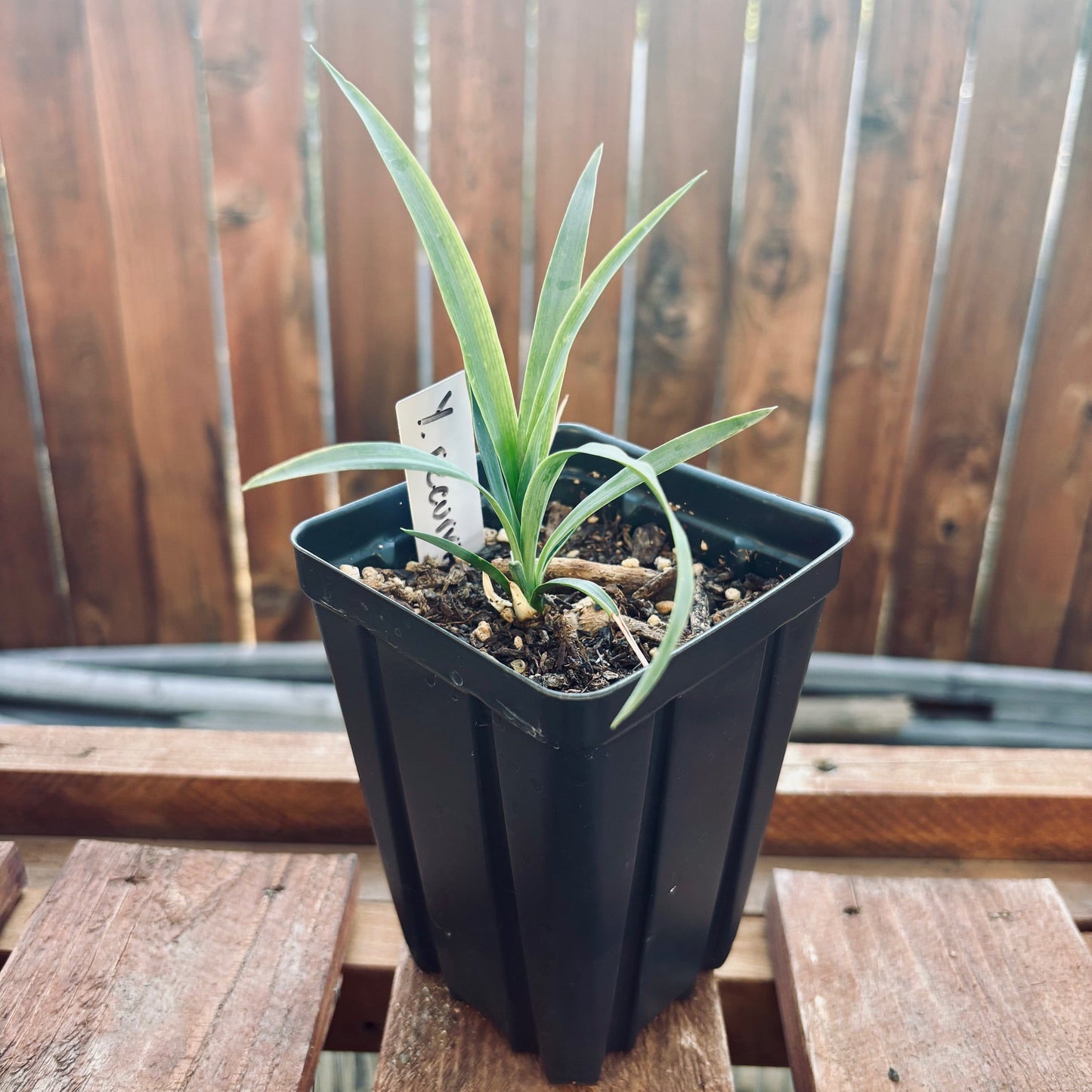 Yucca recurvifolia 'OR' - Curved Leaf Yucca COLD HARDY