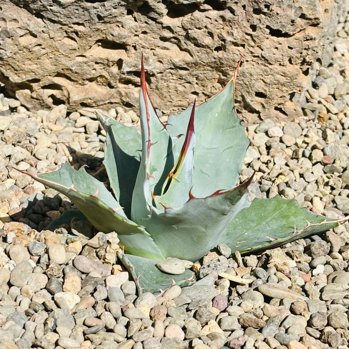 Agave parrasana 'High Desert' COLD HARDY ZONE 7