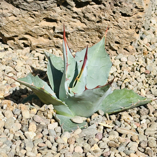 Agave parrasana 'High Desert' COLD HARDY ZONE 7