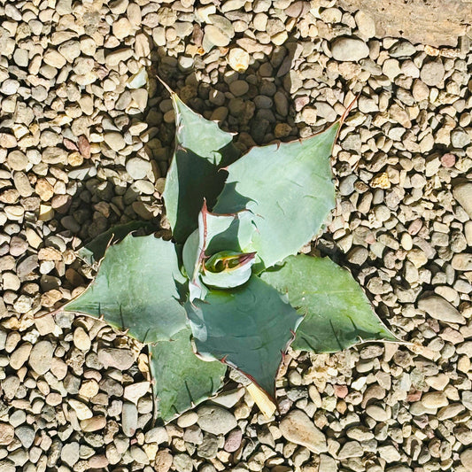 Agave parrasana 'High Desert' COLD HARDY ZONE 7