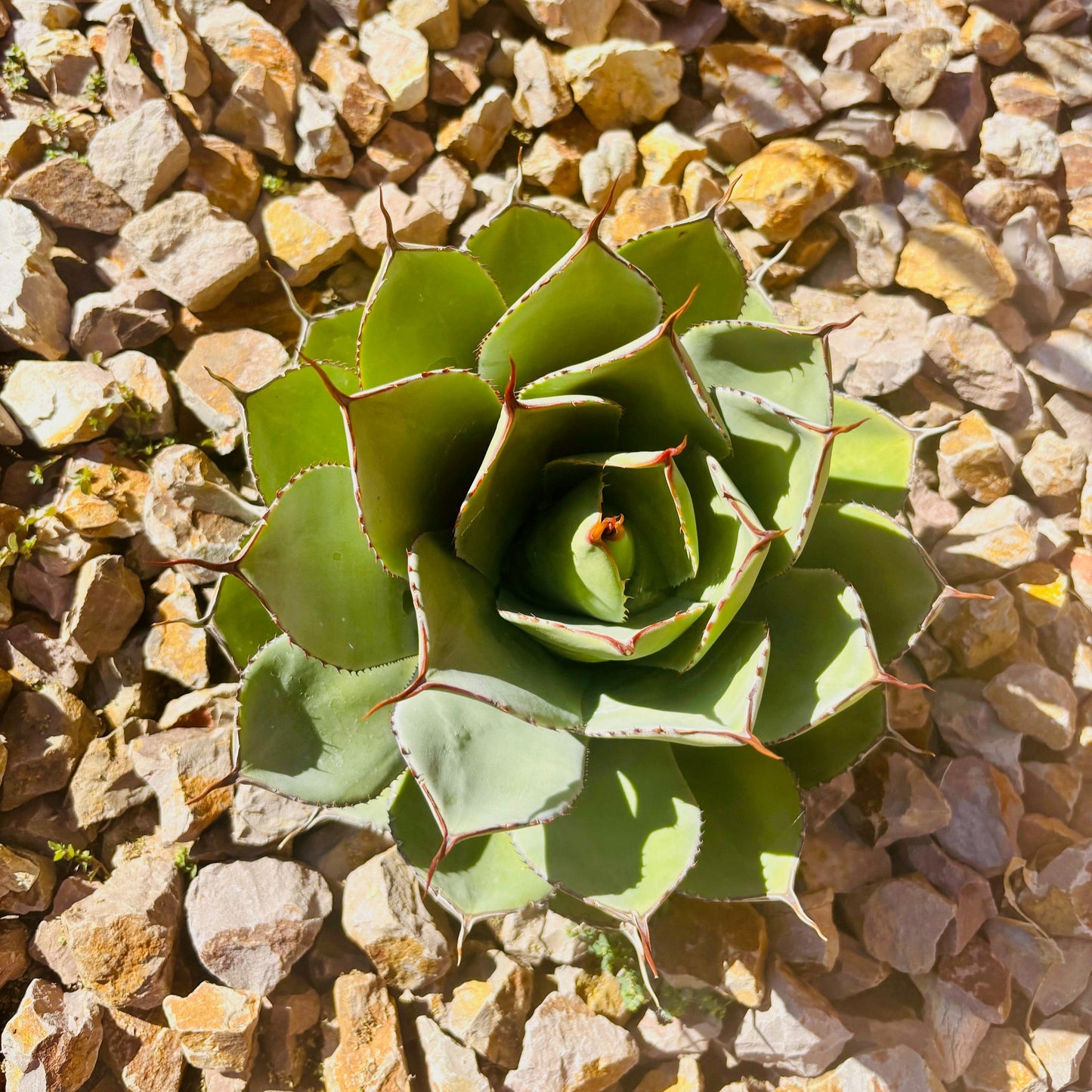 Agave parryi var. truncata 'Oregon' COLD HARDY ZONE 7