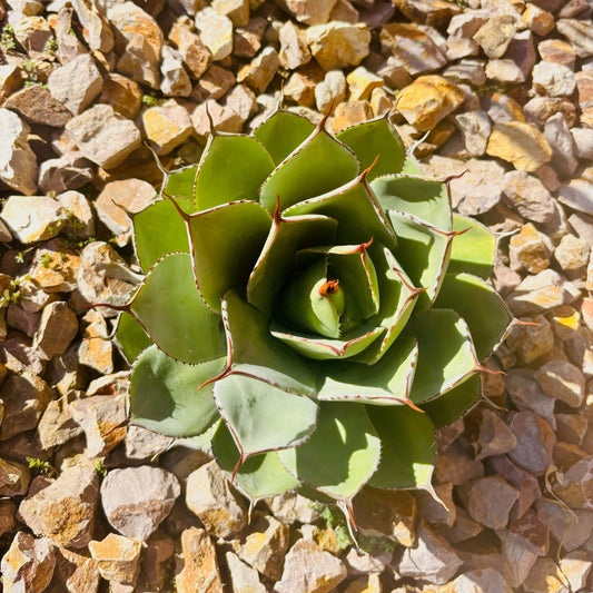 Agave parryi var. truncata 'Oregon' COLD HARDY ZONE 7