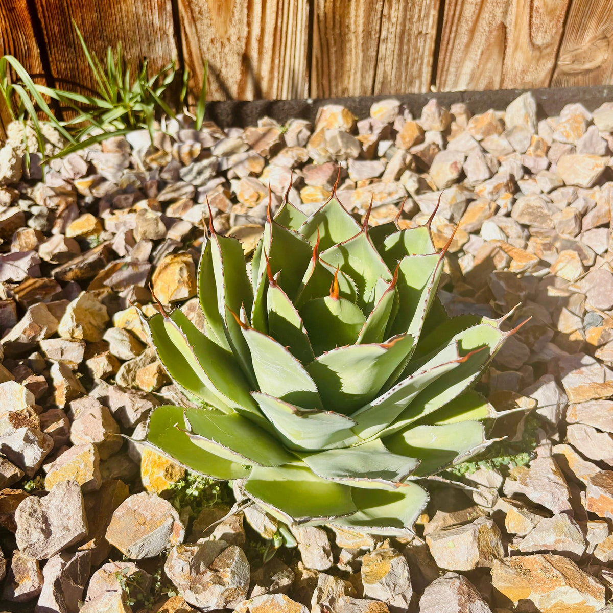 Agave parryi var. truncata 