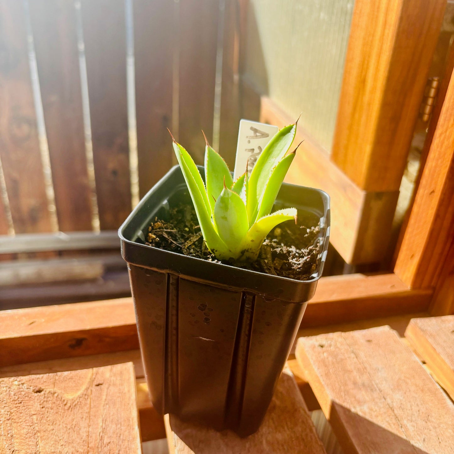 Agave parryi var. truncata 'Oregon' COLD HARDY ZONE 7
