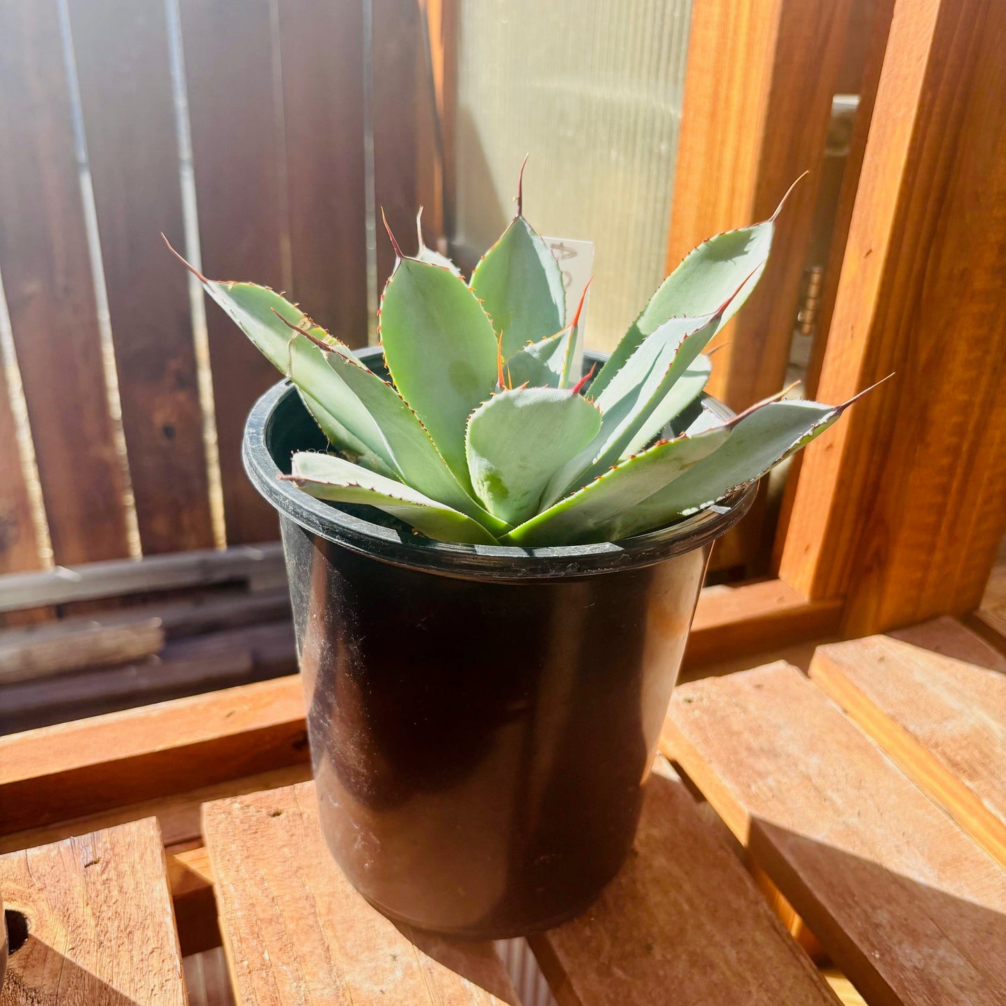 Agave parryi var. truncata 'Oregon' COLD HARDY ZONE 7