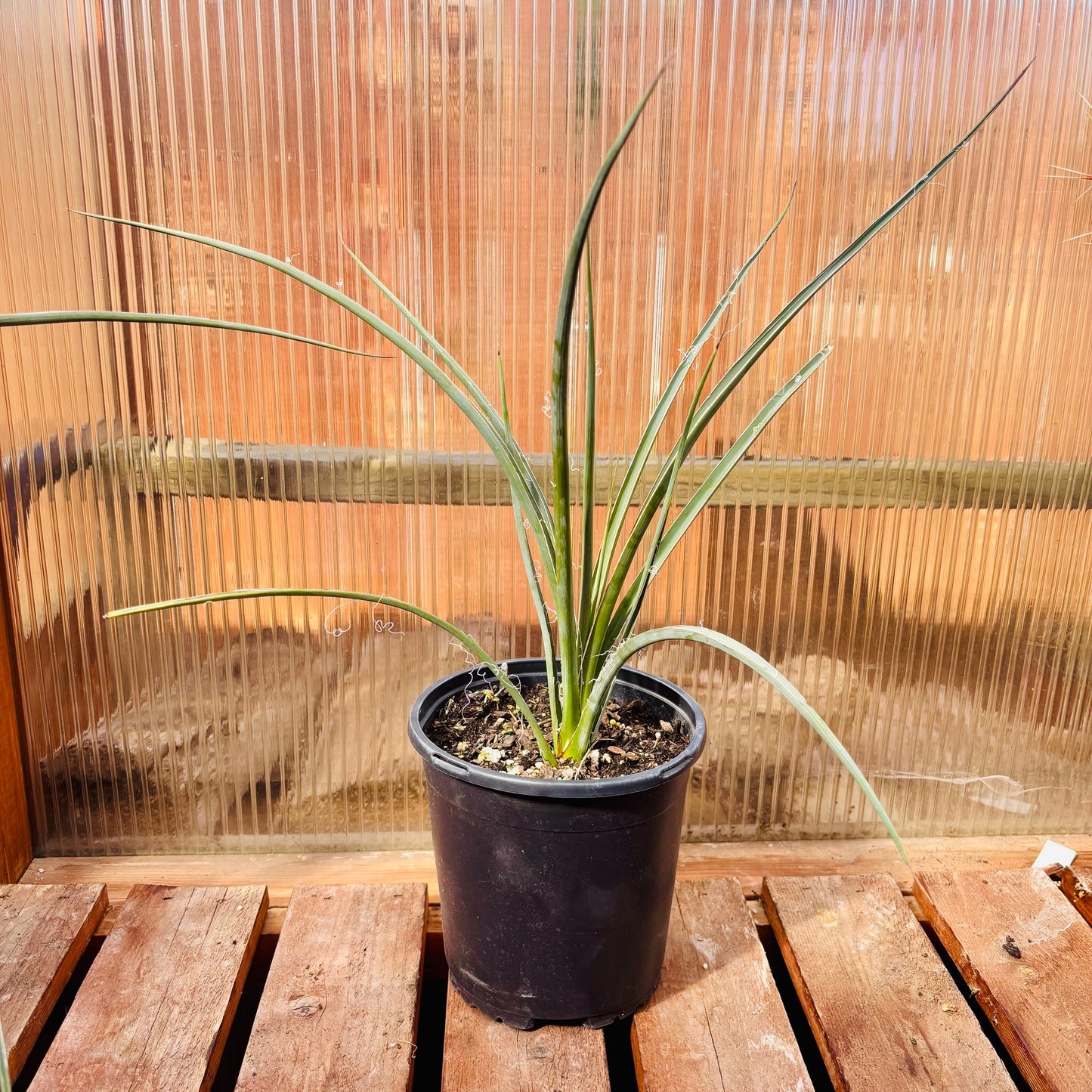 Hesperaloe parviflora ‘Yellow’ (False Yellow Yucca) COLD HARDY zone 5!