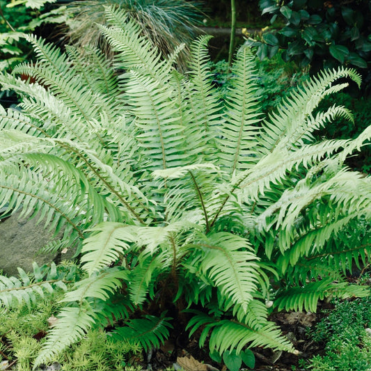 Western Sword Fern (P. munitum) 'Oregon Giant' COLD HARDY