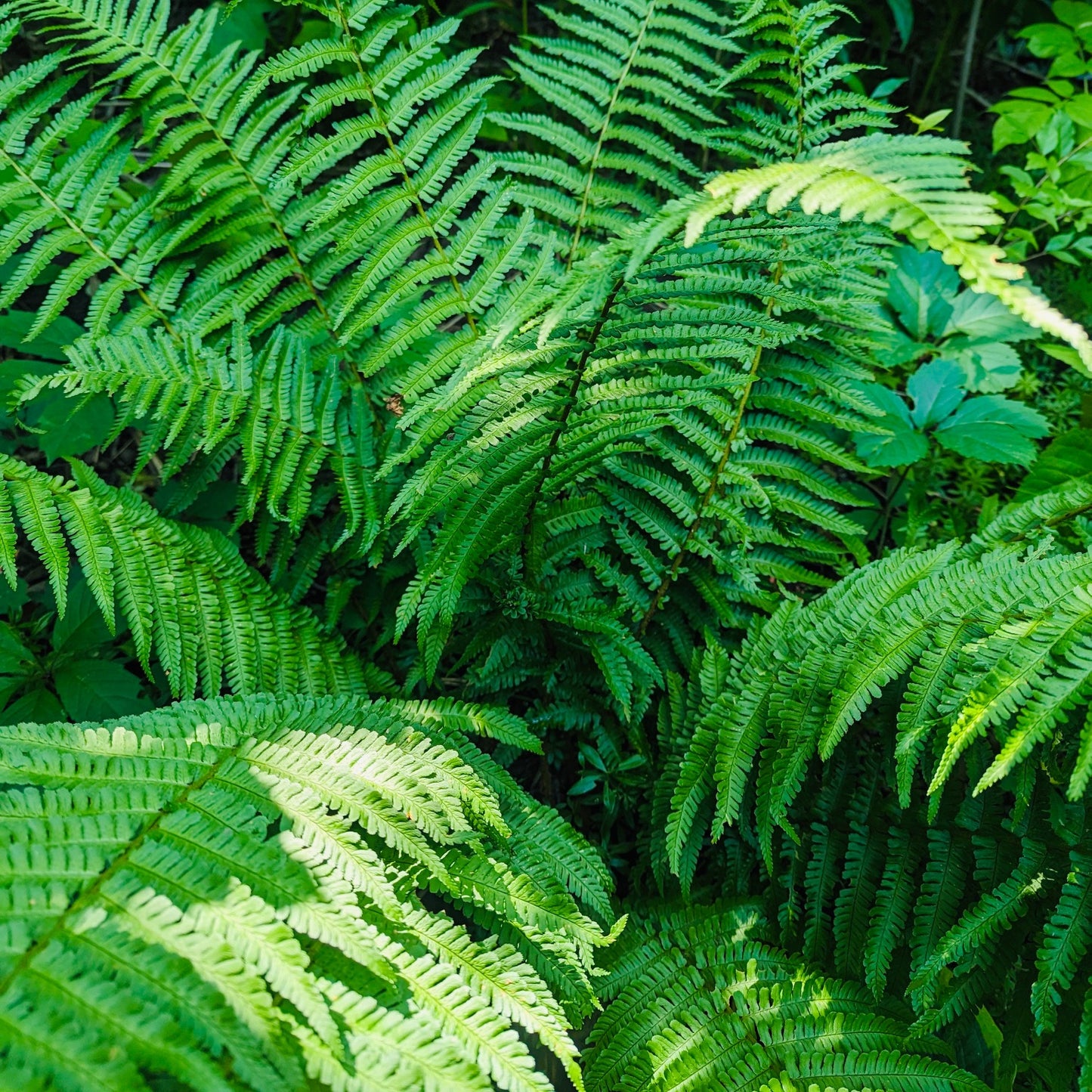 Western Sword Fern (P. munitum) 'Oregon Giant' COLD HARDY