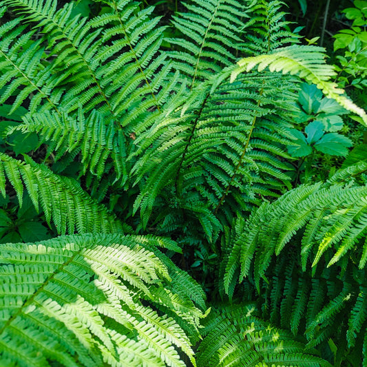Western Sword Fern (P. munitum) 'Oregon Giant' COLD HARDY