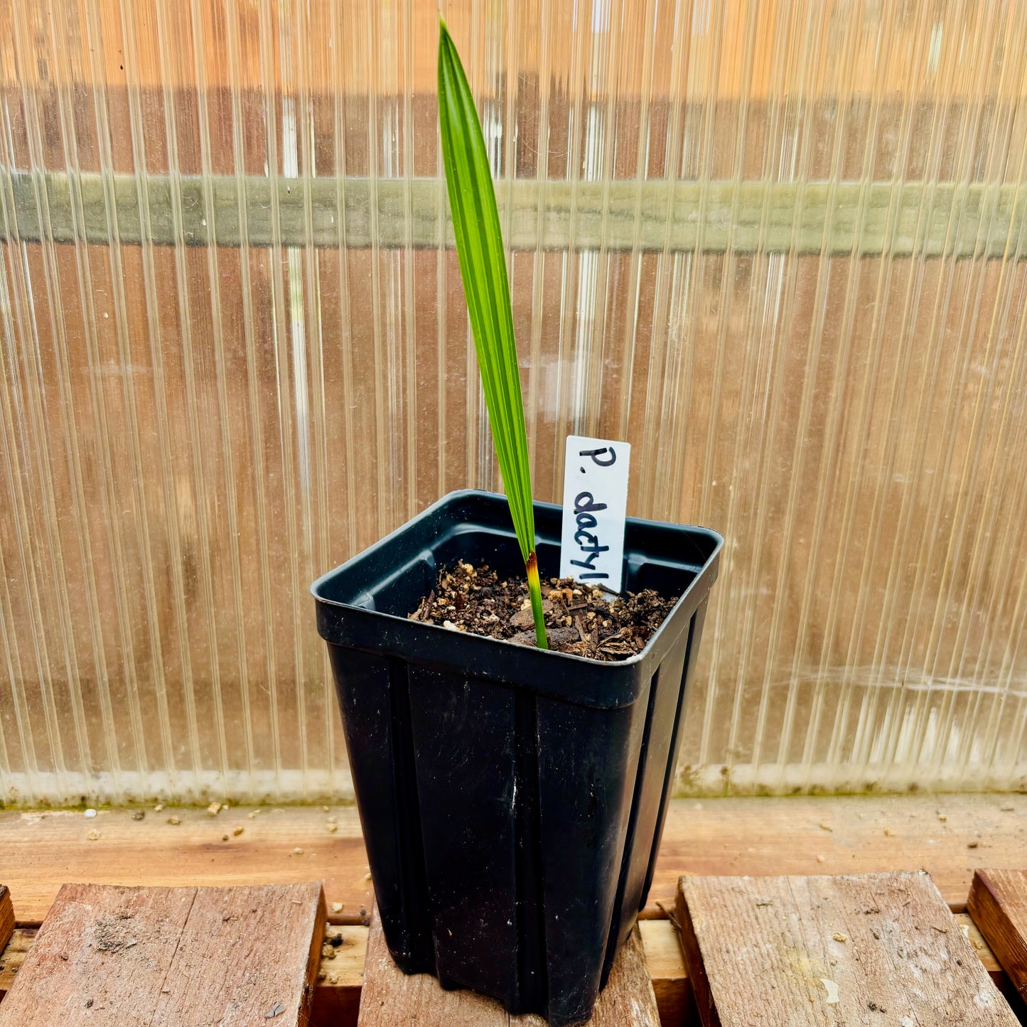 Phoenix dactylifera 'True Date Palm' COLD HARDY
