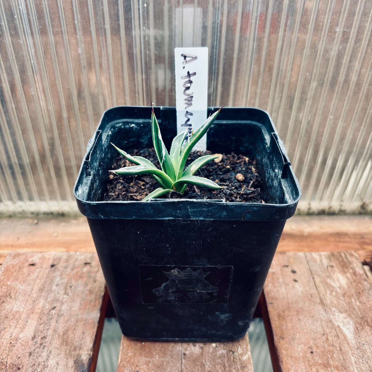 Agave toumeyana x 'Fairy Agave' COLD HARDY ZONE 6