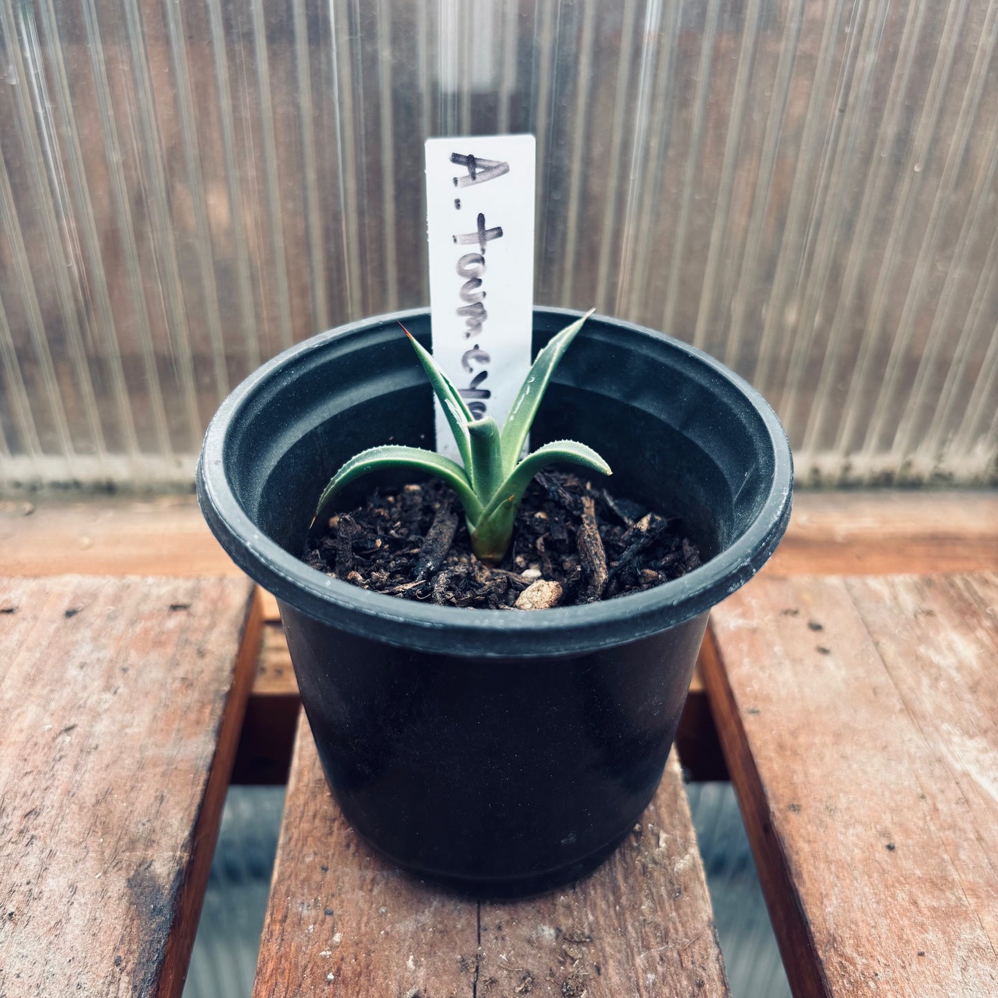 Agave toumeyana x 'Fairy Agave' COLD HARDY ZONE 6