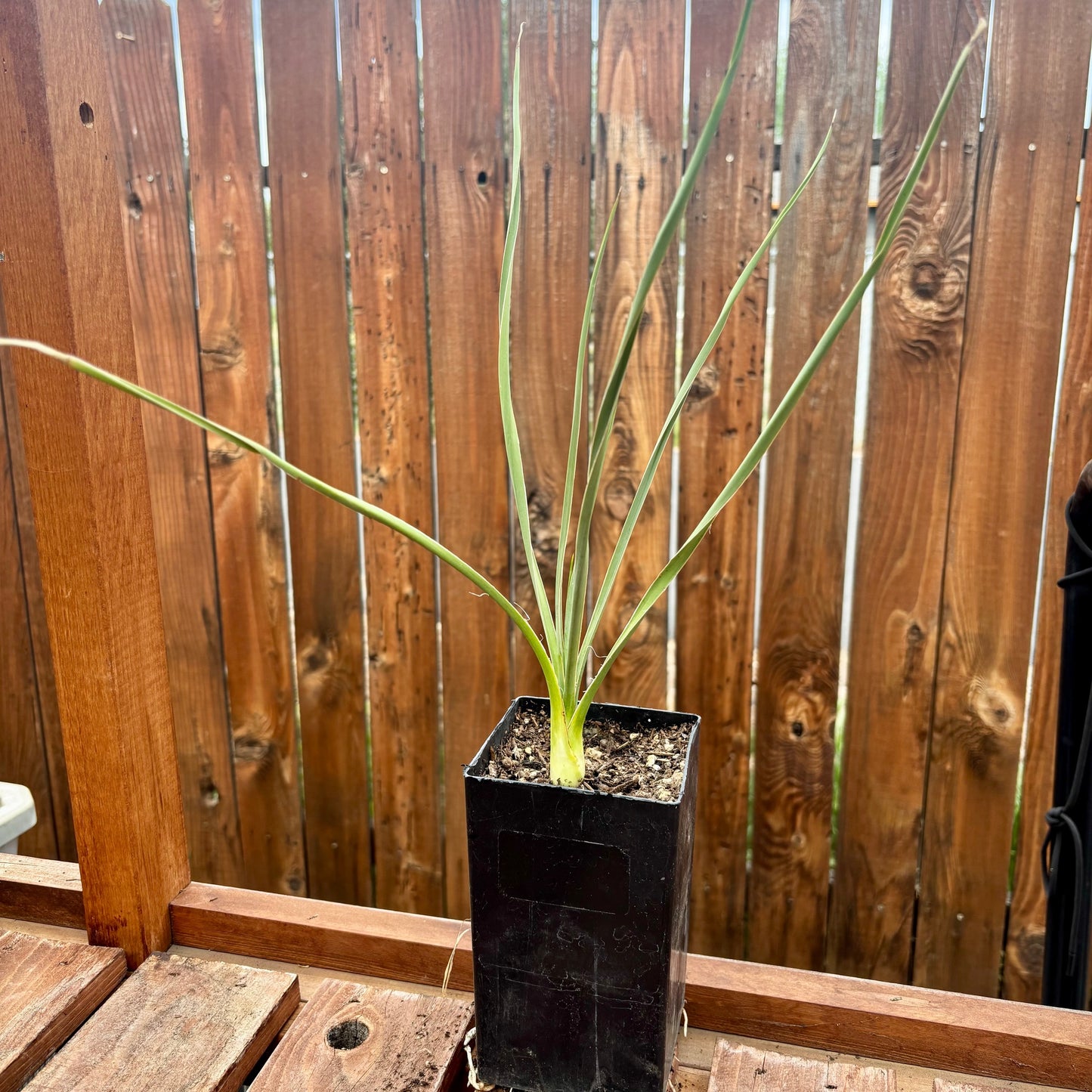 Yucca glauca 'Soapweed Yucca' COLD HARDY