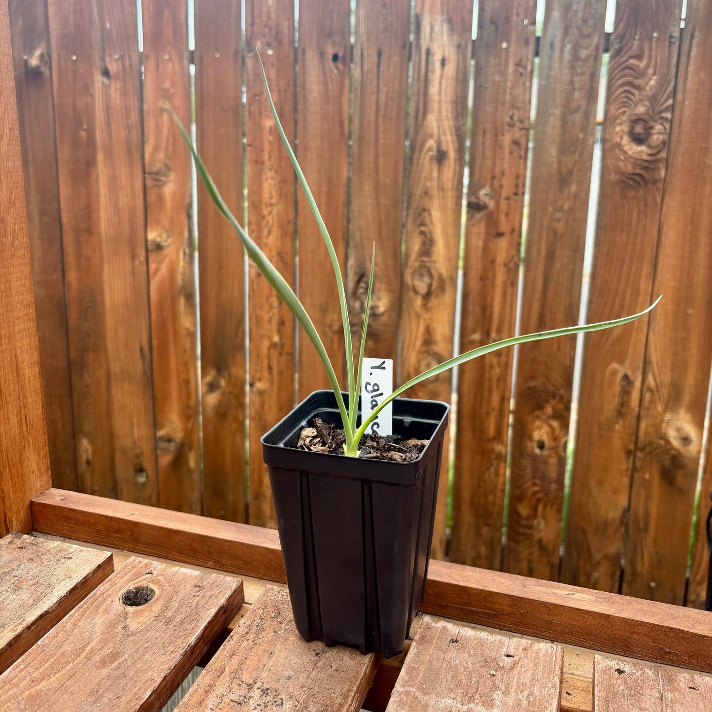 Yucca glauca 'Soapweed Yucca' COLD HARDY