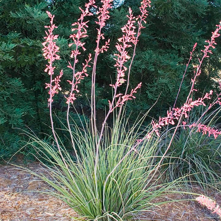 Hesperaloe parviflora ‘Pink Giant’ (False Pink Yucca) COLD HARDY zone 5!