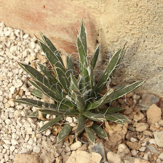 Agave toumeyana x 'Fairy Agave' COLD HARDY ZONE 6