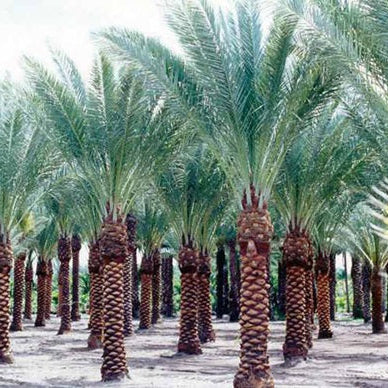 Phoenix dactylifera 'True Date Palm' COLD HARDY