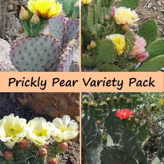 Prickly Pear Cactus Variety Pack (cuttings) - COLD HARDY