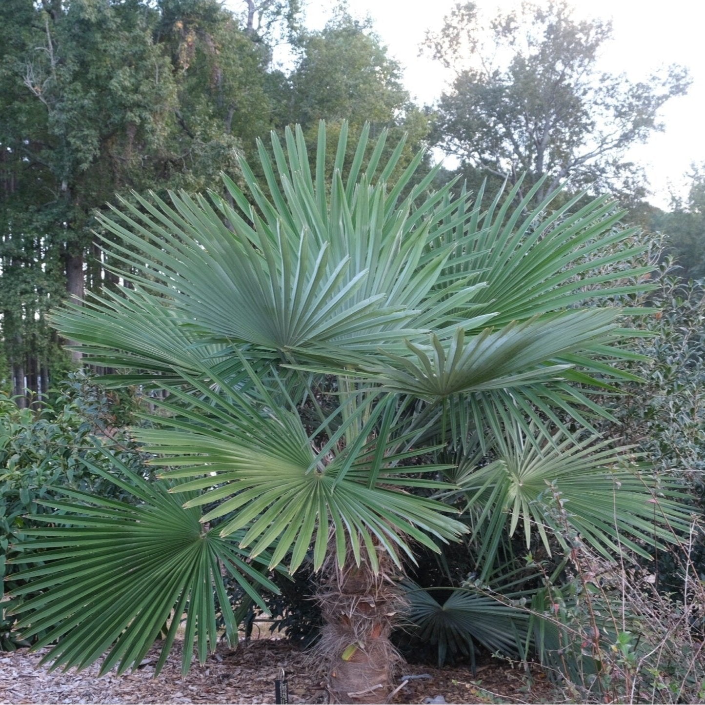 Trachycarpus fortunei 'Princeps' Palm COLD HARDY