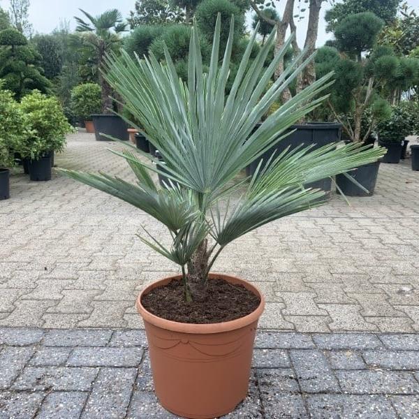 Trachycarpus fortunei 'Princeps' Palm COLD HARDY