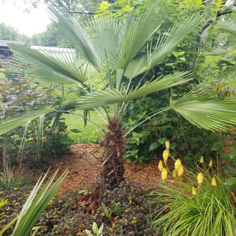 Trachycarpus fortunei 'Princeps' Palm COLD HARDY