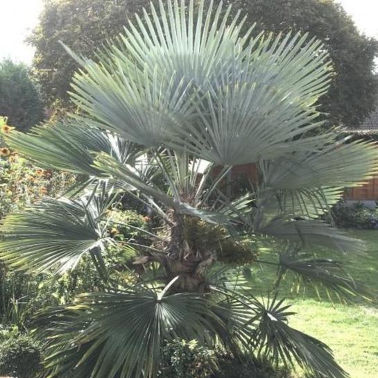 Trachycarpus fortunei 'Princeps' Palm COLD HARDY