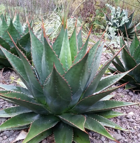 Agave montana 'High Desert' COLD HARDY ZONE 7