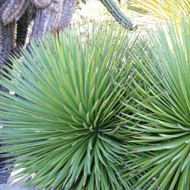 Agave striata 'Needle Agave' COLD HARDY ZONE 6