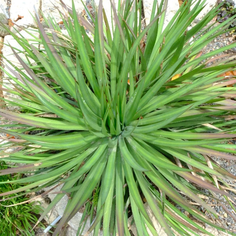 Agave striata 'Needle Agave' COLD HARDY ZONE 6
