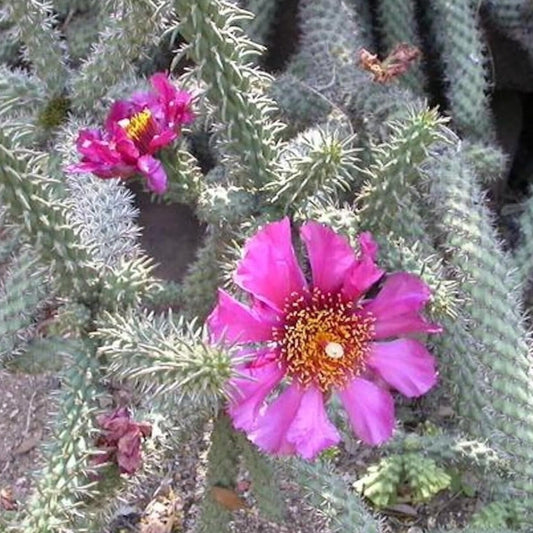 Cane Cholla Cactus 'NM' (C. spinosior) - COLD HARDY