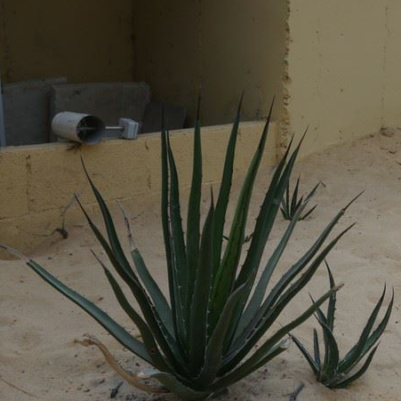 Agave lechuguilla 'Shin Dagger' - COLD HARDY - Seeds