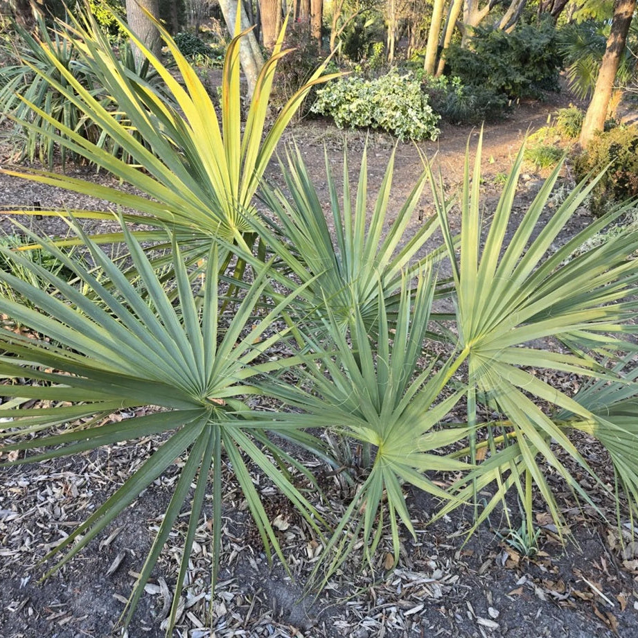 Sabal etonia ‘Scrub Palmetto’ Palm Tree - COLD HARDY
