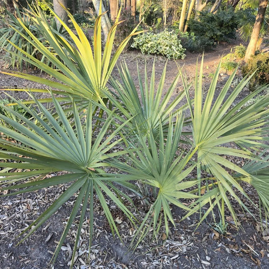 Sabal etonia ‘Scrub Palmetto’ Palm Tree - COLD HARDY