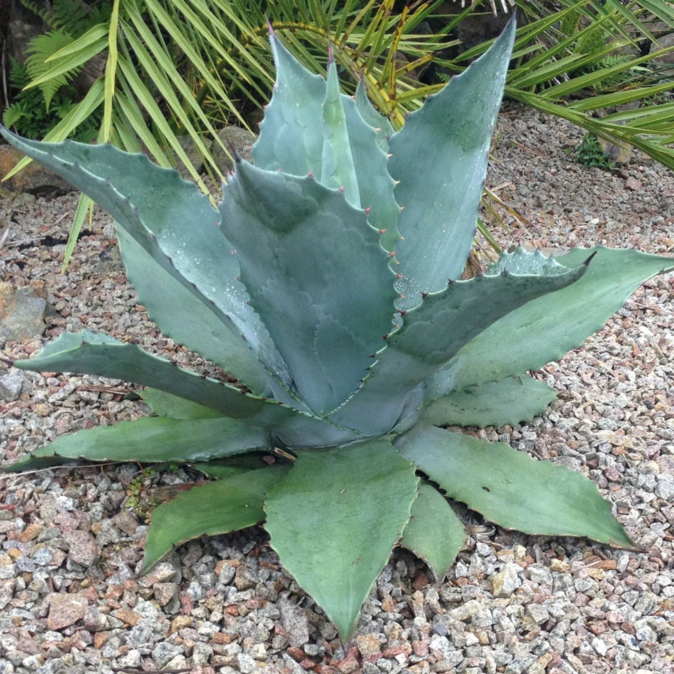 Agave ovatifolia 'Oregon Blue' Century Plant - COLD HARDY!