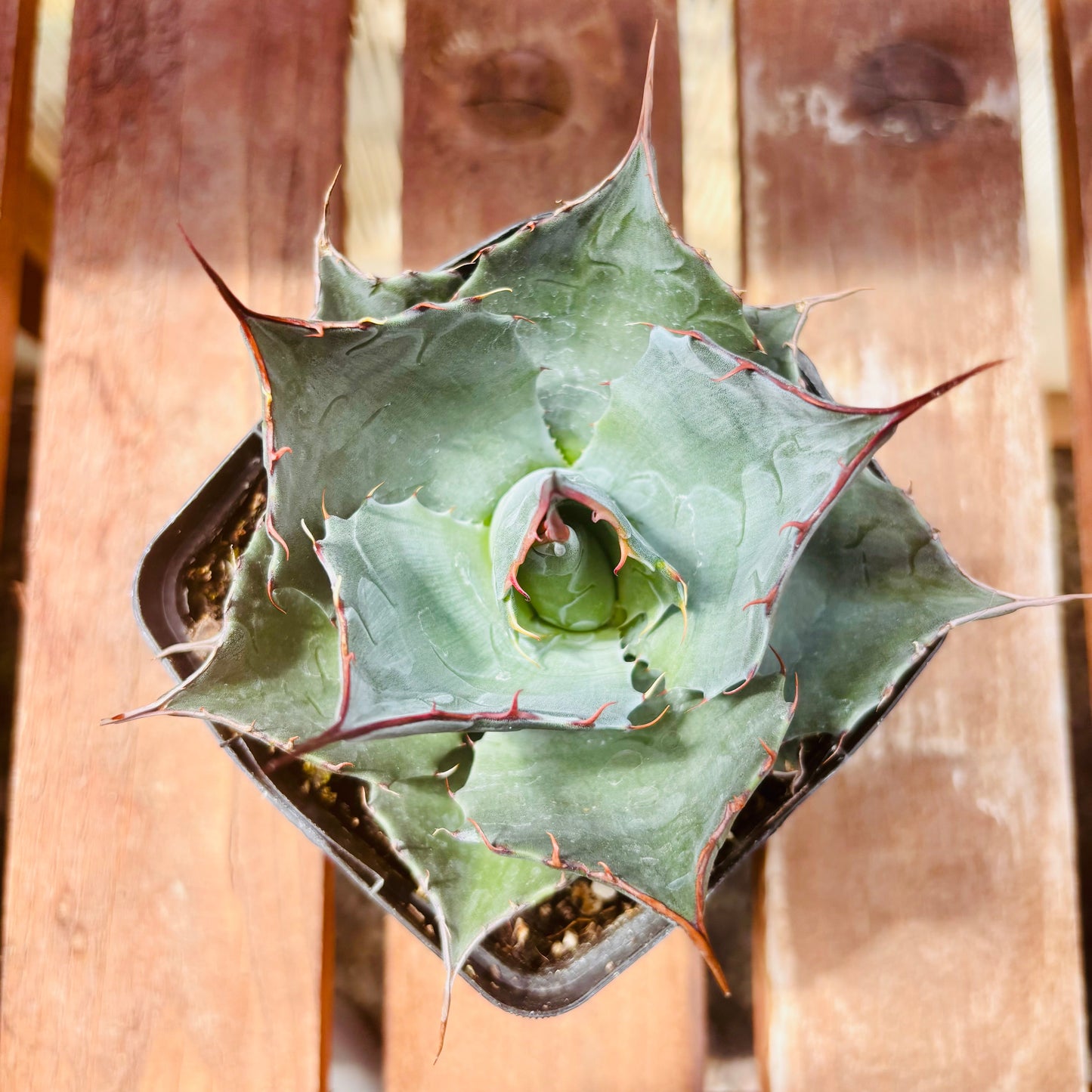 Agave parrasana 'High Desert' COLD HARDY ZONE 7